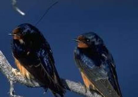 Ako medzi sebou zvieratá komunikujú: jazyk, pohyby Nástroje vtáčej reči